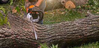 Hesston, KS Tree Removal Services Company