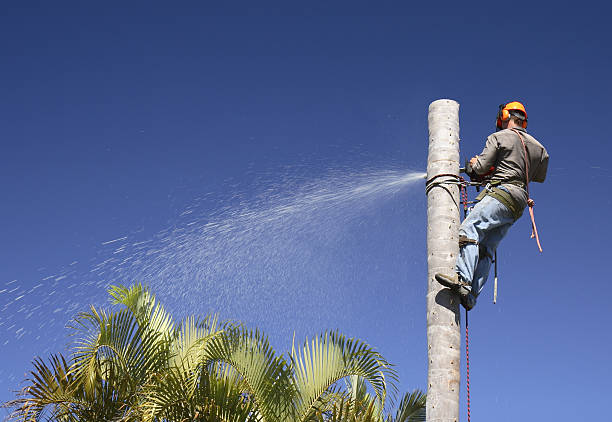 How Our Tree Care Process Works  in  Hesston, KS